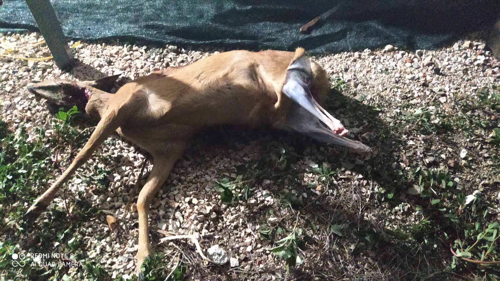 IMG 4224 - Ε΄ Κυνηγετική Ομοσπονδία Ηπείρου