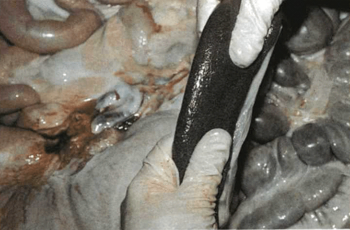 ekoe afrikaniki panoli 1 - Ε΄ Κυνηγετική Ομοσπονδία Ηπείρου