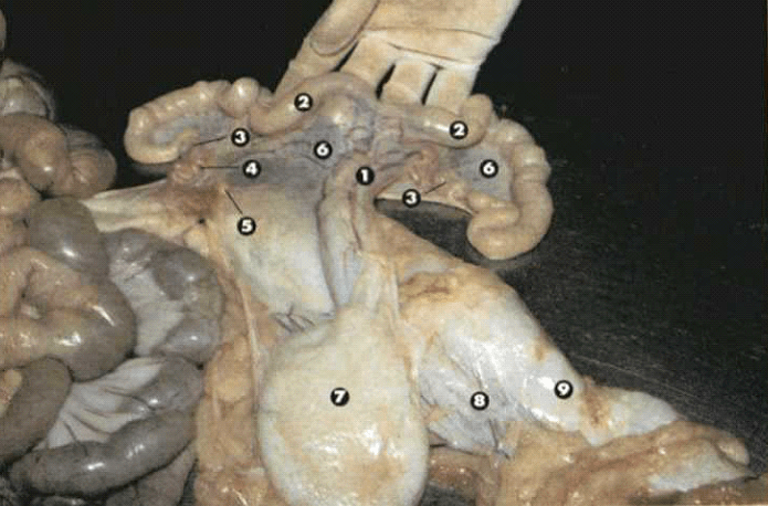 ekoe afrikaniki panoli 2 - Ε΄ Κυνηγετική Ομοσπονδία Ηπείρου